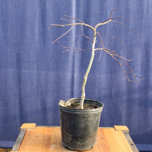 Acer palmatum "Crimson Queen" #10 - Imagen 5