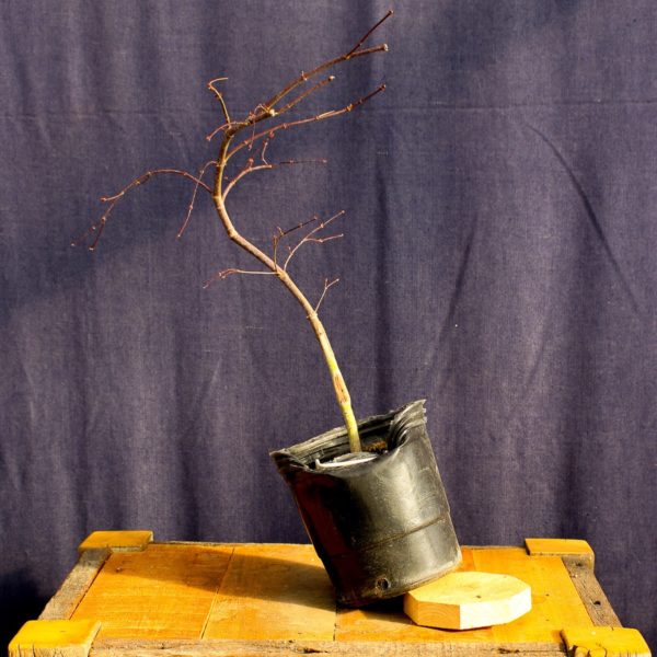 Acer palmatum "Orangeola" #8