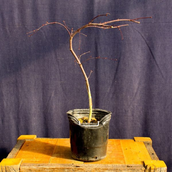 Acer palmatum "Orangeola" #8 - Imagen 2