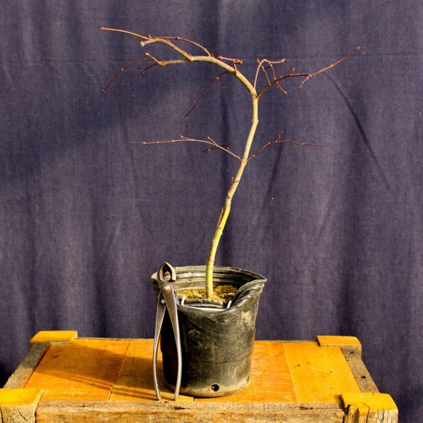 Acer palmatum "Orangeola" #8 - Imagen 3