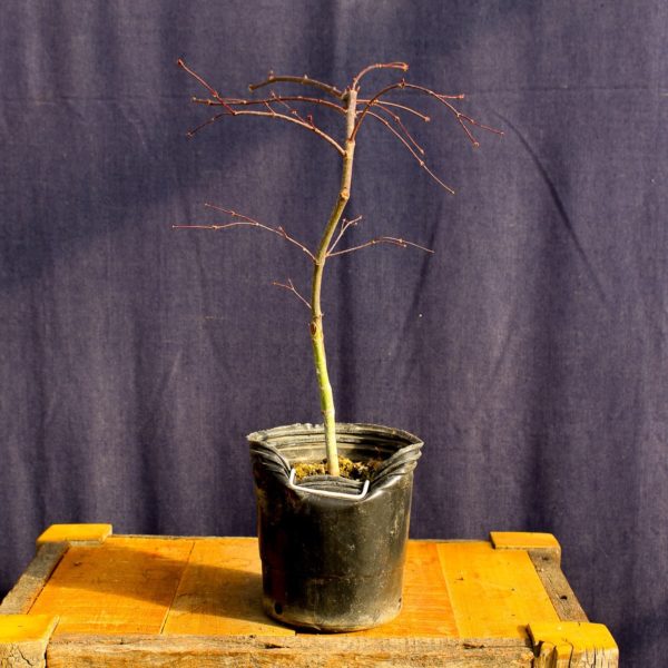 Acer palmatum "Orangeola" #8 - Imagen 4