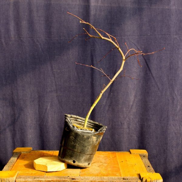Acer palmatum "Orangeola" #8 - Imagen 5