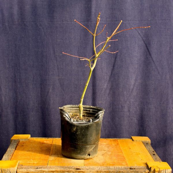 Acer palmatum "Ukigumo" #12