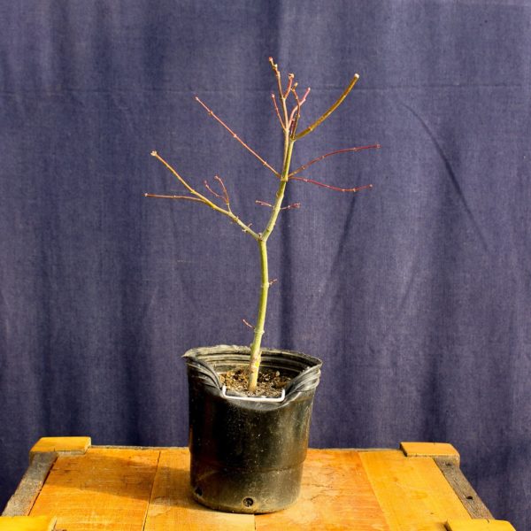 Acer palmatum "Ukigumo" #12 - Imagen 2