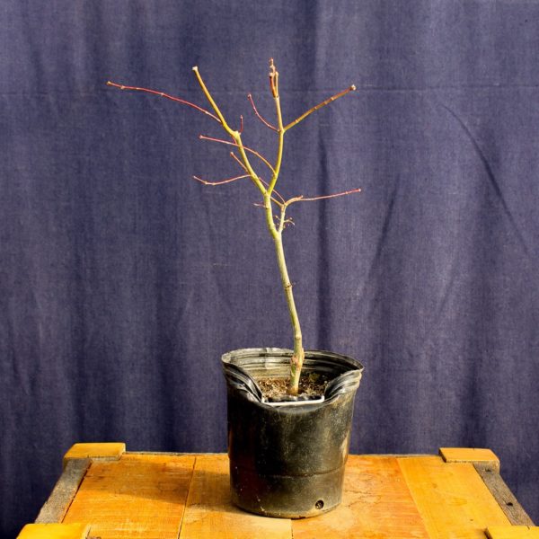 Acer palmatum "Ukigumo" #12 - Imagen 3