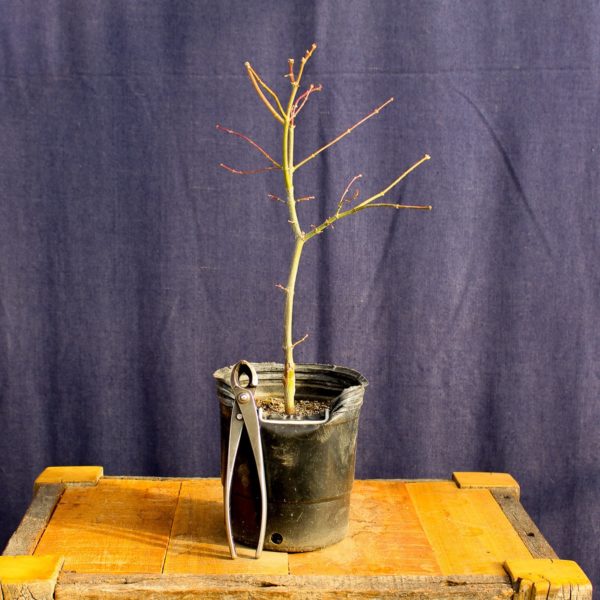 Acer palmatum "Ukigumo" #12 - Imagen 4