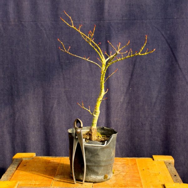 Acer palmatum "Mikawa yatsubusa" #13