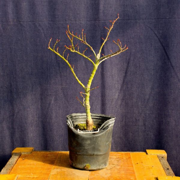 Acer palmatum "Mikawa yatsubusa" #13 - Imagen 2
