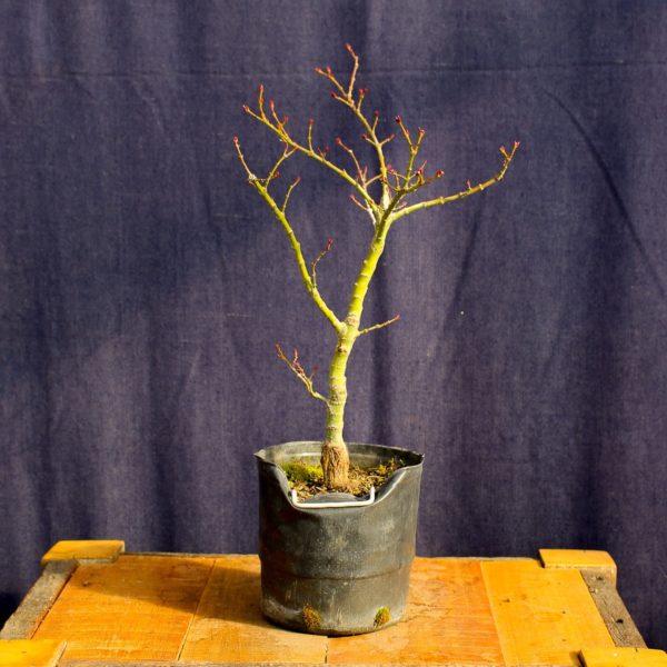 Acer palmatum "Mikawa yatsubusa" #13 - Imagen 3