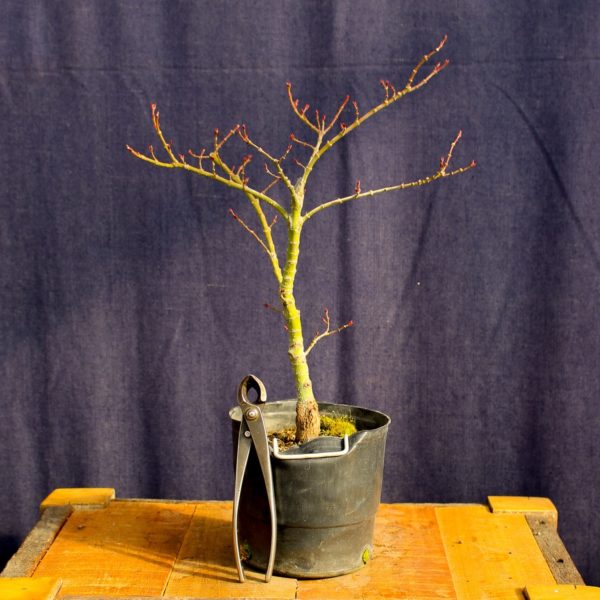 Acer palmatum "Mikawa yatsubusa" #13 - Imagen 4