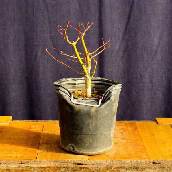 Acer palmatum #24
