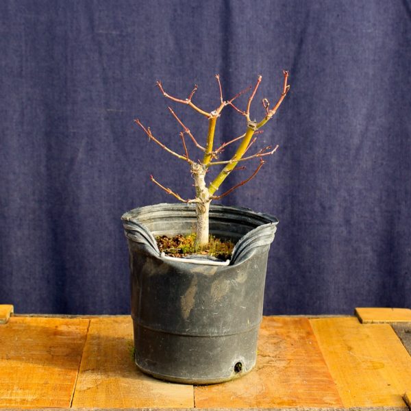 Acer palmatum #24 - Imagen 2