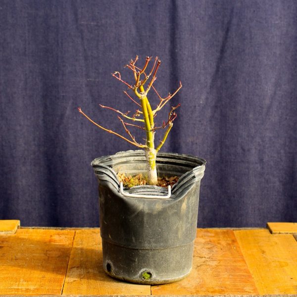 Acer palmatum #24 - Imagen 3