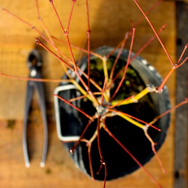 Acer palmatum #25