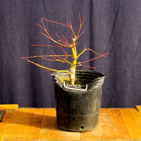 Acer palmatum #25 - Imagen 2