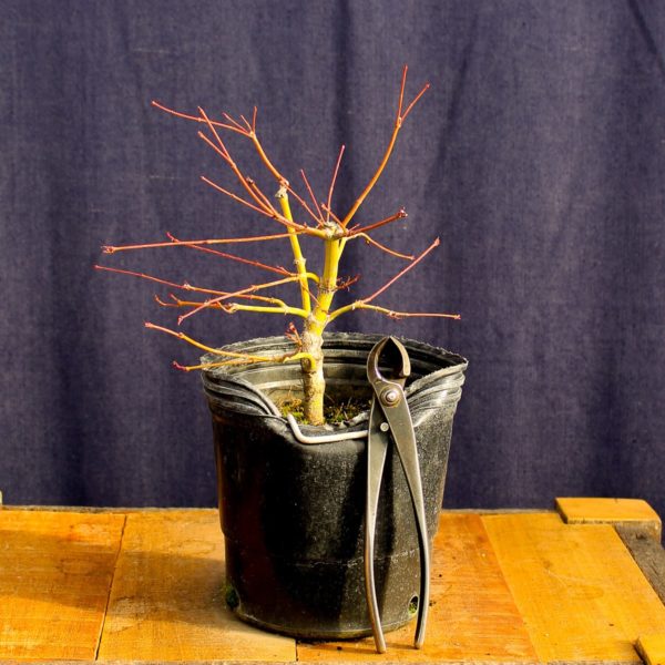 Acer palmatum #25 - Imagen 4