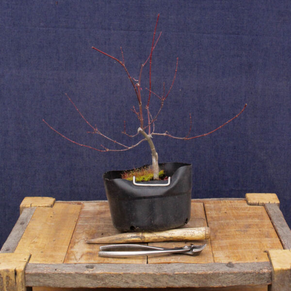 Acer palmatum "Beni komachi" #07