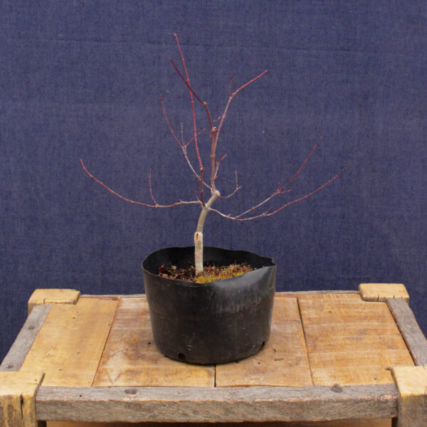 Acer palmatum "Beni komachi" #07 - Imagen 3