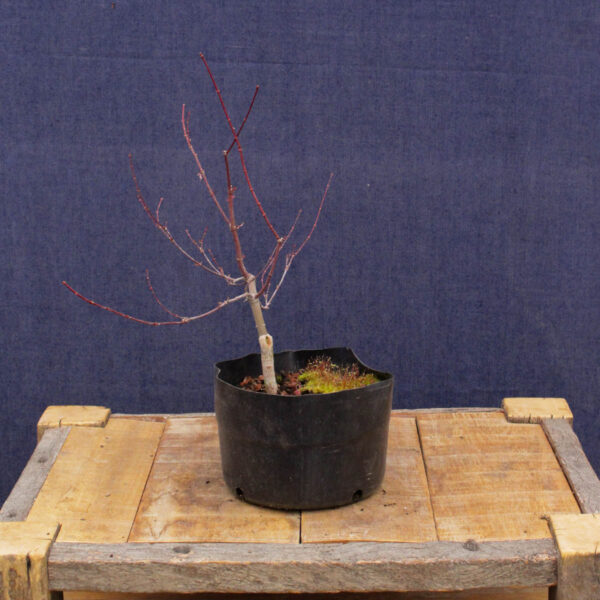 Acer palmatum "Beni komachi" #07 - Imagen 4