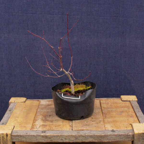 Acer palmatum "Beni komachi" #07 - Imagen 5
