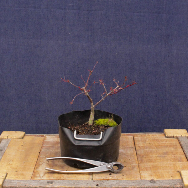 Acer palmatum "Beni komachi" #09 - Imagen 2