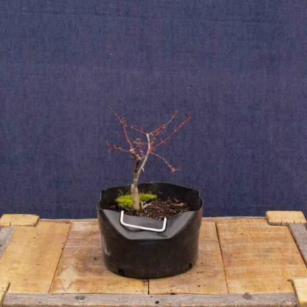 Acer palmatum "Beni komachi" #09 - Imagen 3