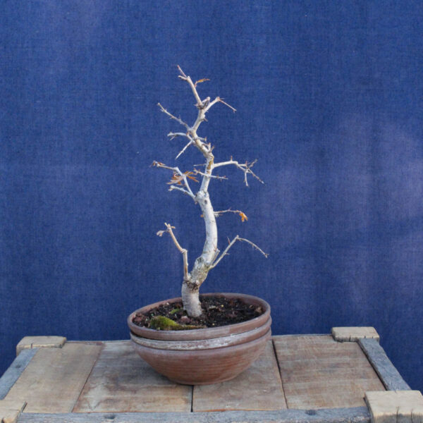 Crataegus monogyna #17 - Imagen 3