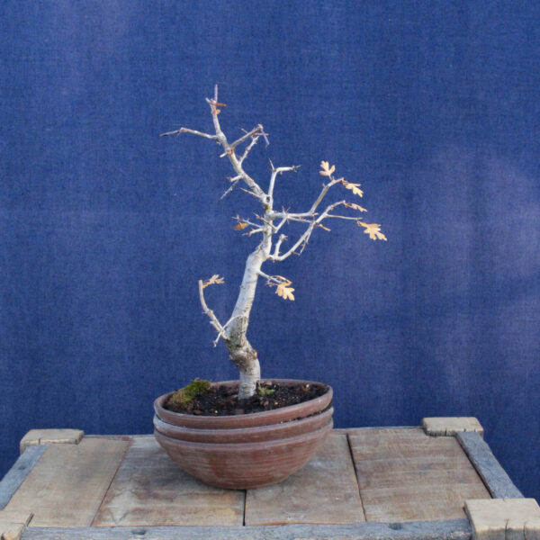 Crataegus monogyna #17 - Imagen 4