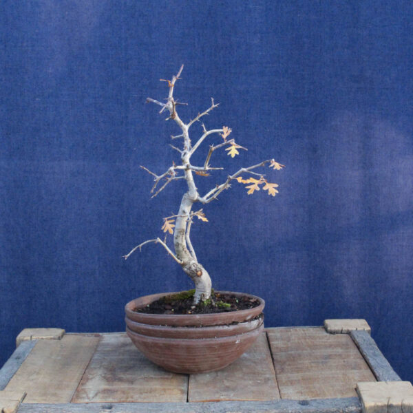 Crataegus monogyna #17 - Imagen 5