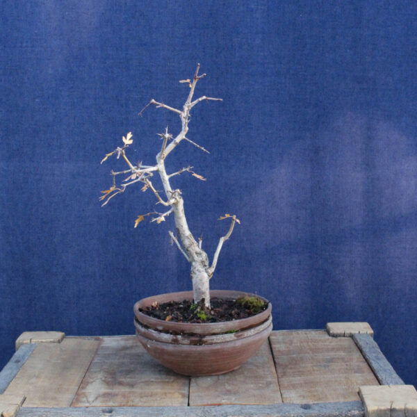 Crataegus monogyna #17 - Imagen 6