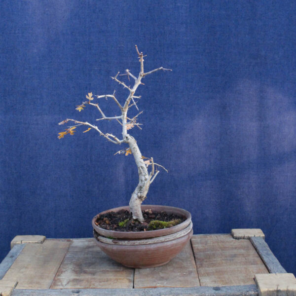 Crataegus monogyna #17 - Imagen 7