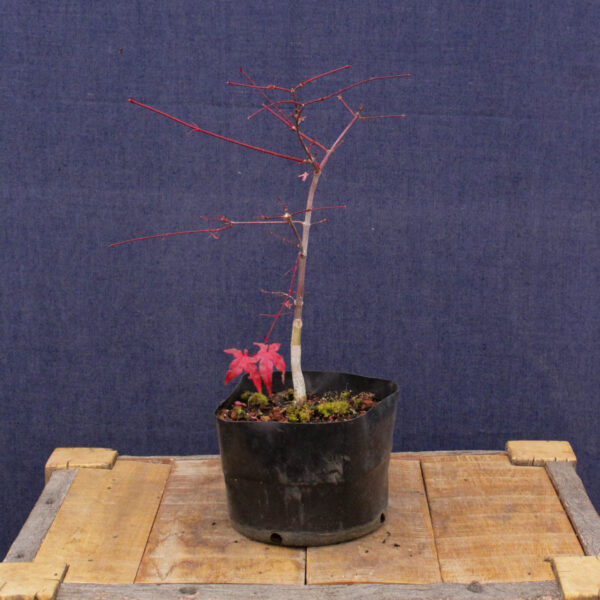 Acer palmatum "Deshojo" #03