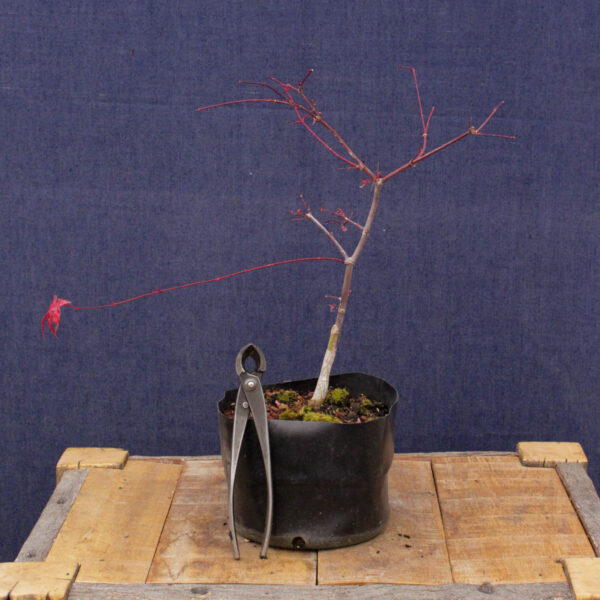 Acer palmatum "Deshojo" #03 - Imagen 2