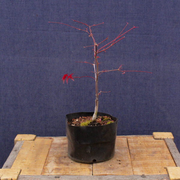 Acer palmatum "Deshojo" #03 - Imagen 3