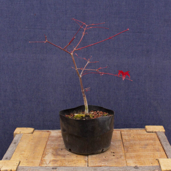 Acer palmatum "Deshojo" #03 - Imagen 4