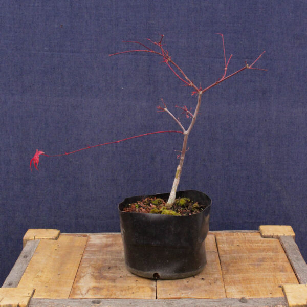Acer palmatum "Deshojo" #03 - Imagen 6