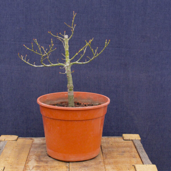 Acer palmatum "Mikawa yatsubusa" #23