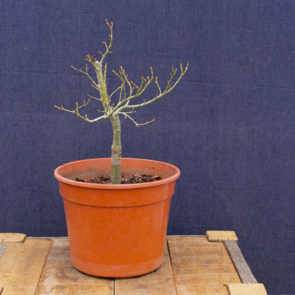 Acer palmatum "Mikawa yatsubusa" #23 - Imagen 2