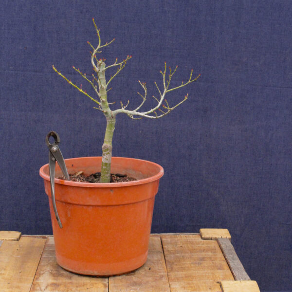 Acer palmatum "Mikawa yatsubusa" #23 - Imagen 3