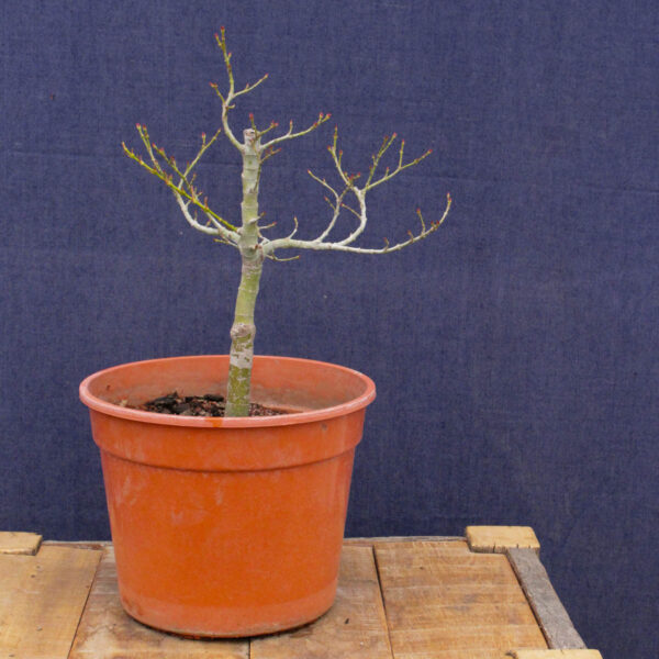 Acer palmatum "Mikawa yatsubusa" #23 - Imagen 4
