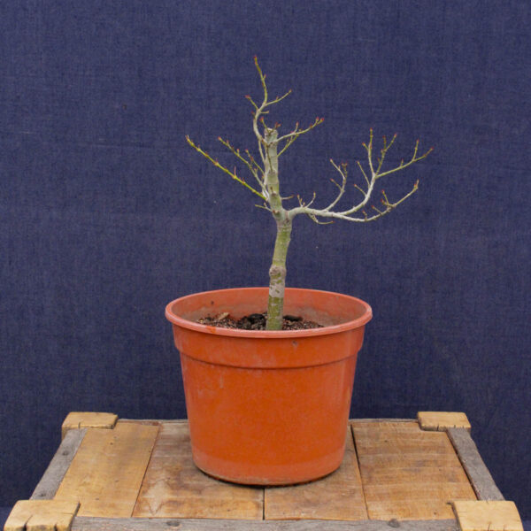 Acer palmatum "Mikawa yatsubusa" #23 - Imagen 5