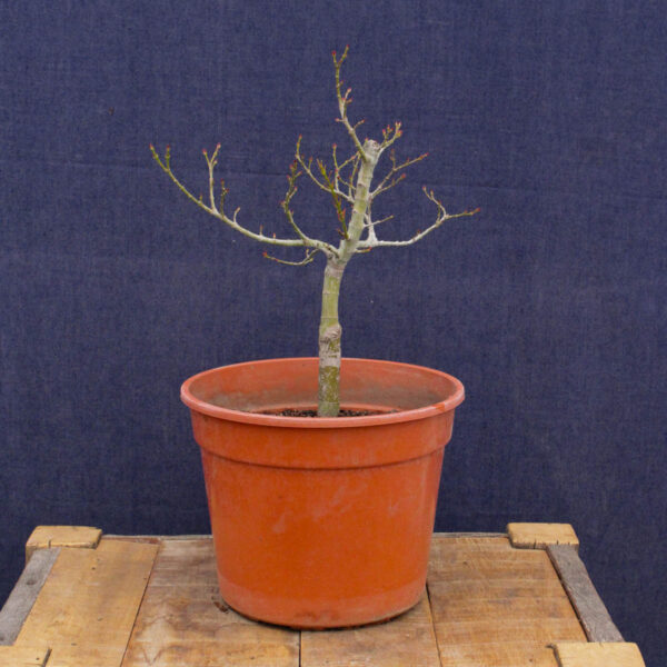 Acer palmatum "Mikawa yatsubusa" #23 - Imagen 6