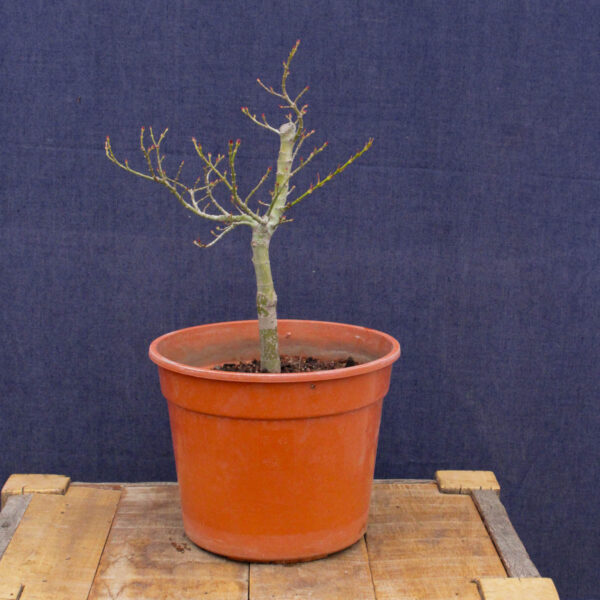 Acer palmatum "Mikawa yatsubusa" #23 - Imagen 7