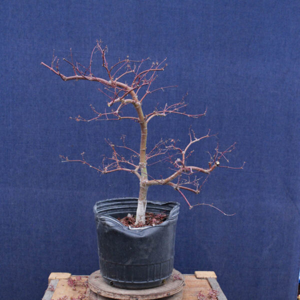 Acer palmatum "Orangeola" #02