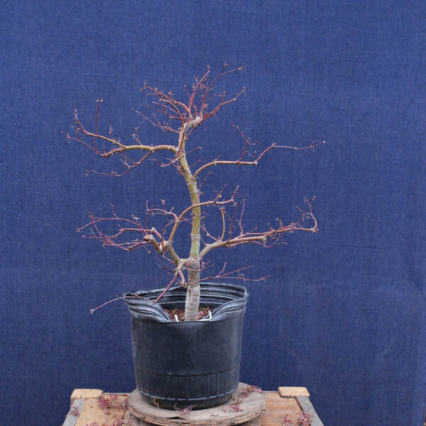 Acer palmatum "Orangeola" #02 - Imagen 2
