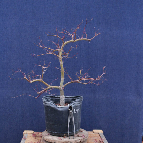 Acer palmatum "Orangeola" #02 - Imagen 3