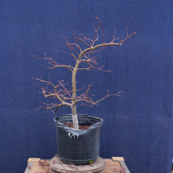 Acer palmatum "Orangeola" #02 - Imagen 4