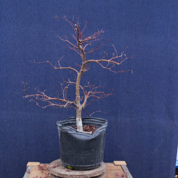 Acer palmatum "Orangeola" #02 - Imagen 5