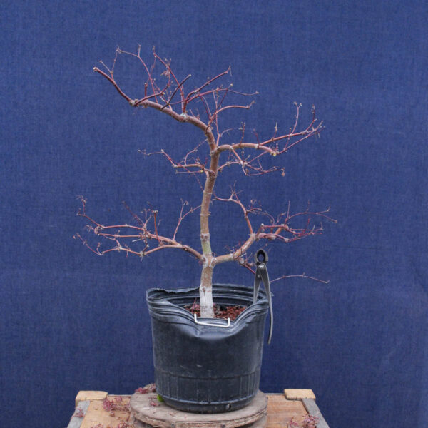 Acer palmatum "Orangeola" #02 - Imagen 6