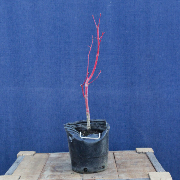 Acer palmatum "Sango kaku" #26